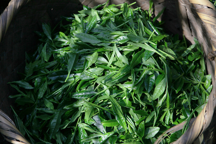 宇治茶の水出しキット-涼し気- - 画像 (4)